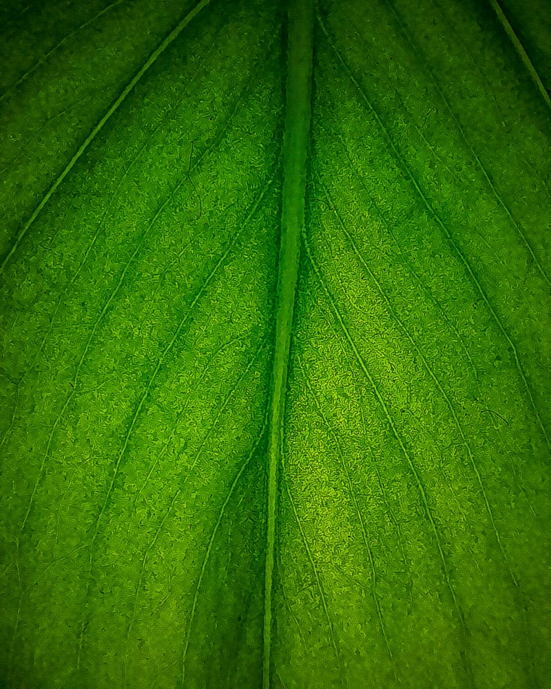 Monstera (Monstera deliciosa) houseplant