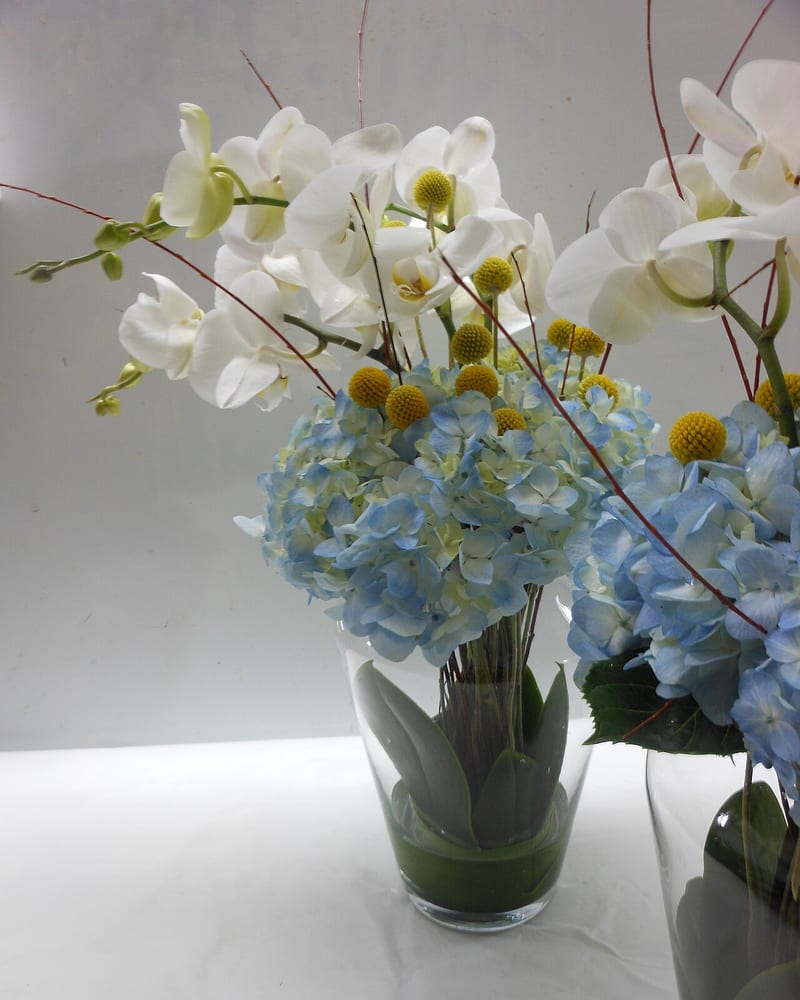 Moth orchid (Phalaenopsis spp.) houseplant