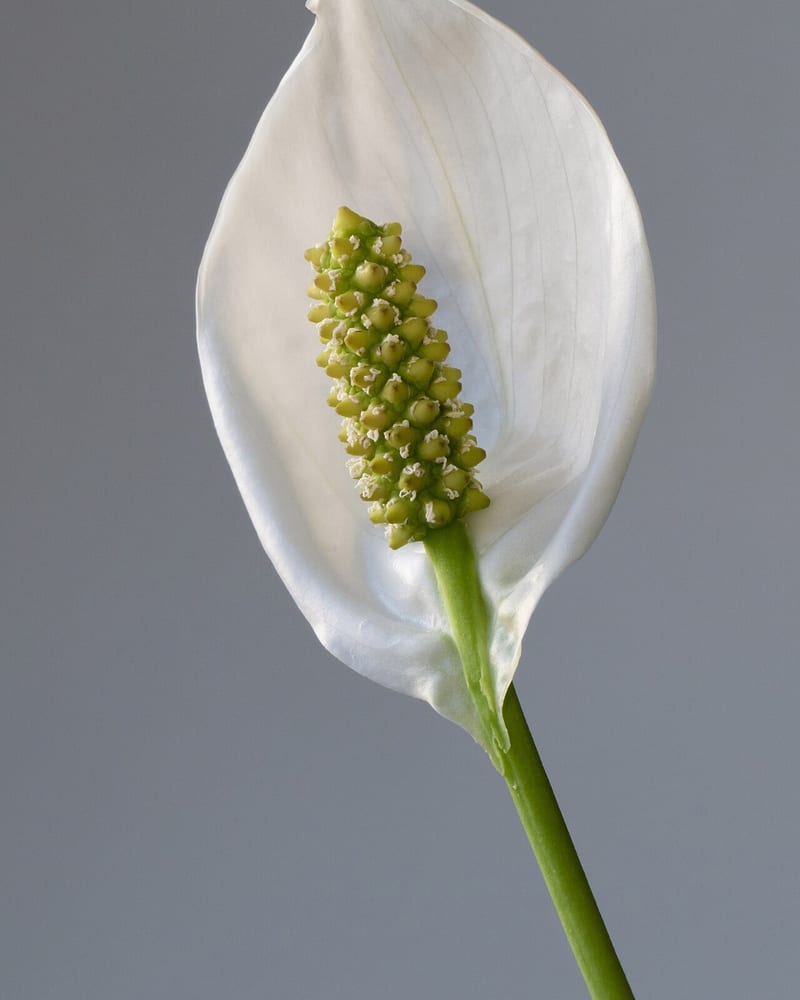 Peace lily (Spathiphyllum wallisii) houseplant