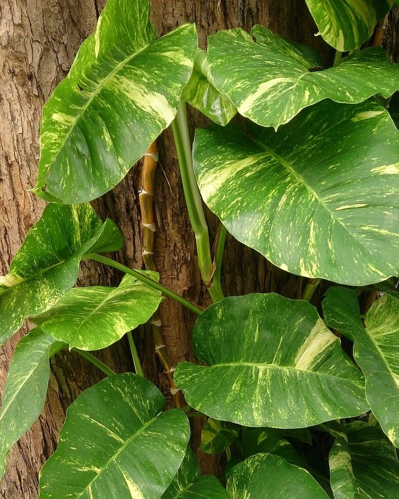 Pothos (Epipremnum aureum) houseplant
