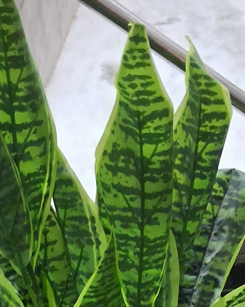 Snake plant (Dracaena trifasciata) houseplant