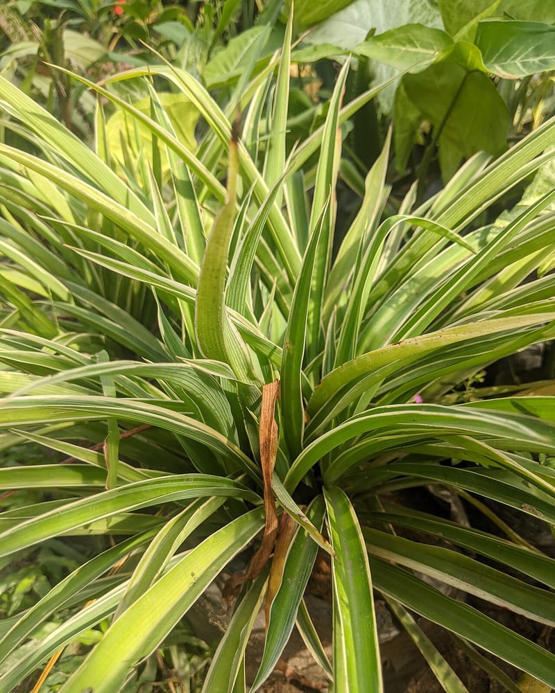 Spider plant (Chlorophytum comosum) houseplant