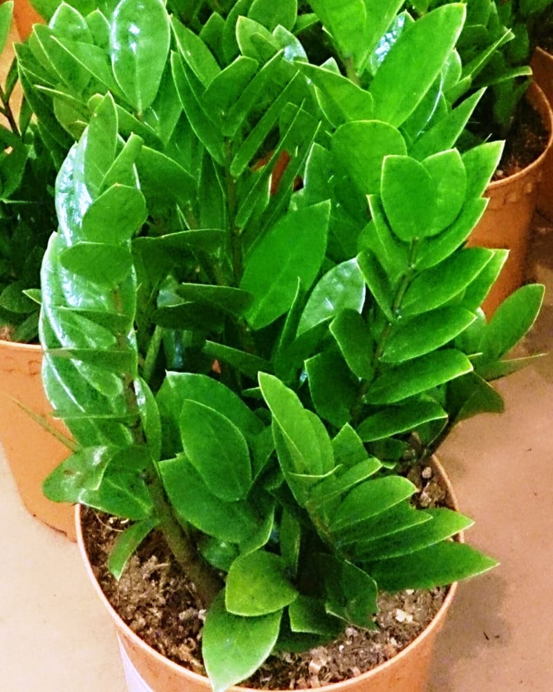 ZZ plant (Zamioculcas zamiifolia) houseplant